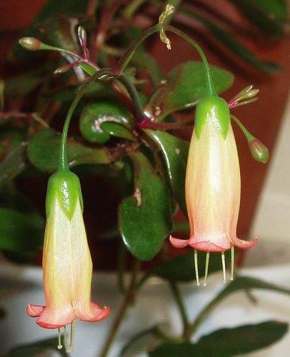 Comment propager Kalanchoe : beaucoup de pétales