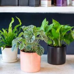 Les meilleures plantes d'intérieur pour purifier l'air intérieur