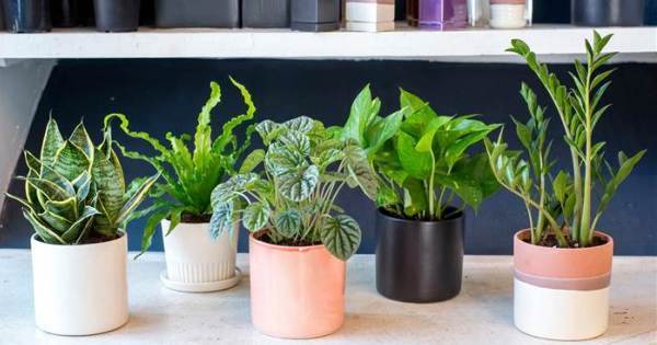 Les meilleures plantes d'intérieur pour purifier l'air intérieur