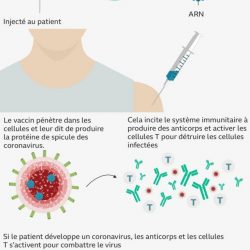 Vaccin contre le coronavirus : comment fonctionne le vaccin Pfizer, quand peut-il donner l'immunité après administration ?