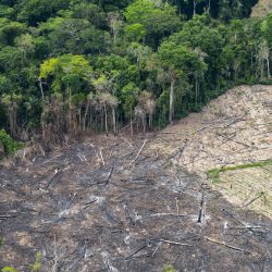 ONU : La déforestation peut entraîner d'autres pandémies
